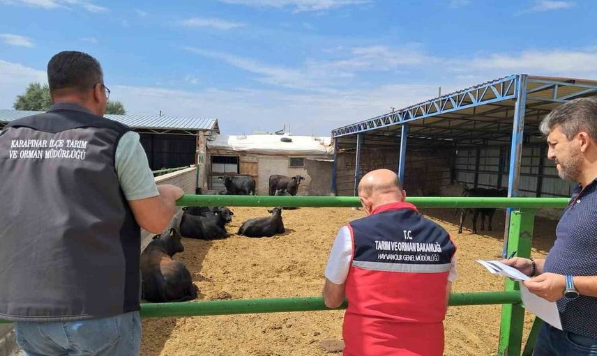 Karapınar'da ithal besilik sığırların denetimi titizlikle sürüyor