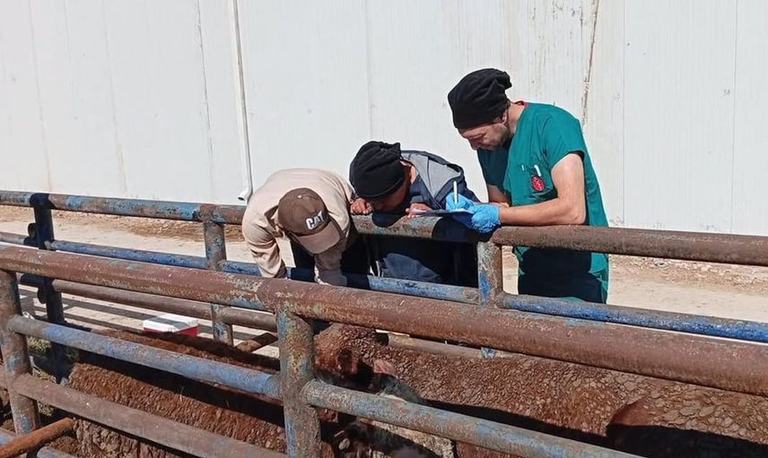Kütahya'da Uruguay'dan ithal sığırlara sağlık taraması yapıldı
