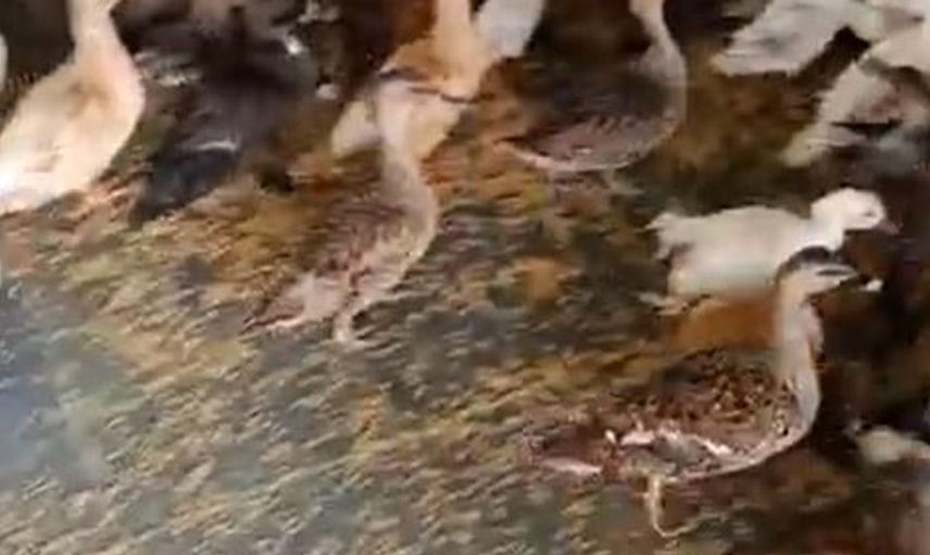 Enez'de yasa dışı yaban kuş ticaretine geçit yok: 257 kuş koruma altına alındı