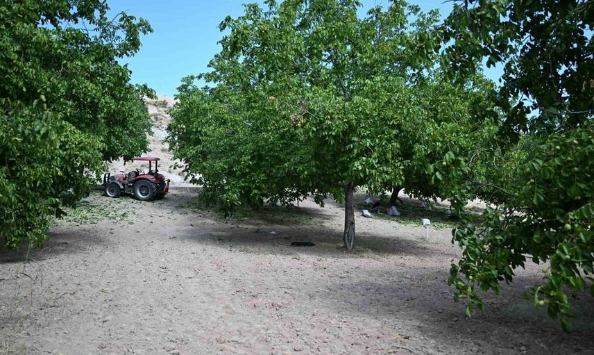 Kahramanmaraş cevizi hasadı başladı: Üreticiler yoğun mesai harcıyor