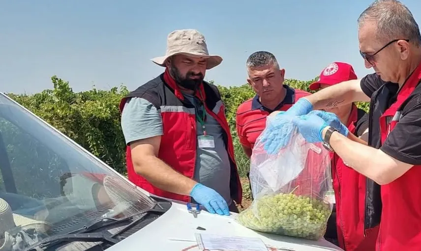 Manisa'da organik üzüm denetimleri hız kazandı