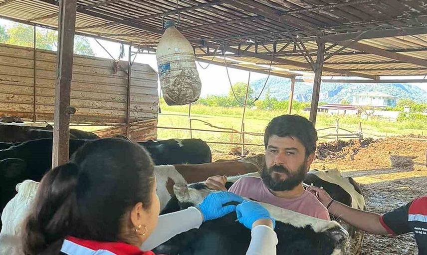 Ortaca'da büyükbaş hayvanlara şap ve brucella aşısı uygulanıyor