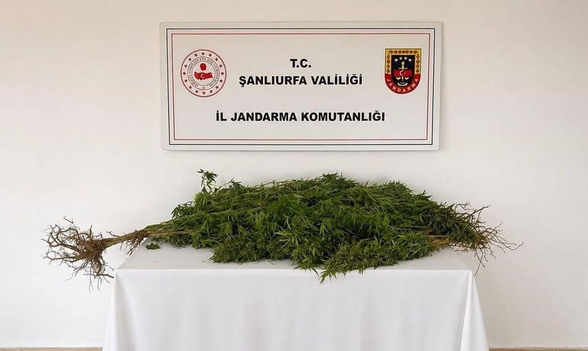 Eyyübiye’de jandarma ekipleri kenevir operasyonu gerçekleştirdi