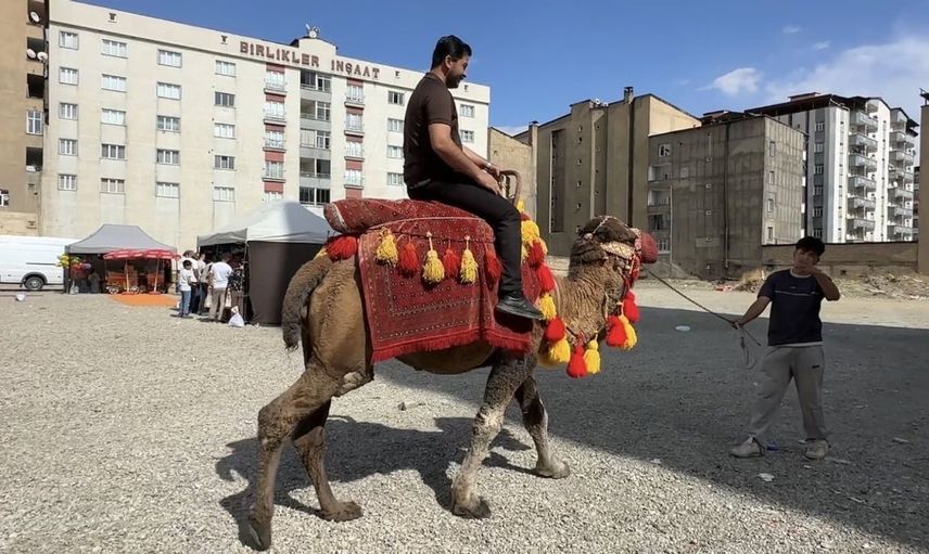 Yüksekova'da yöresel etkinlikte deve ve midilli atları büyük ilgi topladı