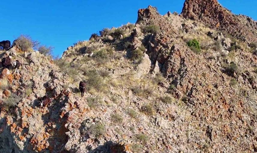 Teknolojik çobanlık: İsmail Akkaş'ın drone ile keçi yönetimi