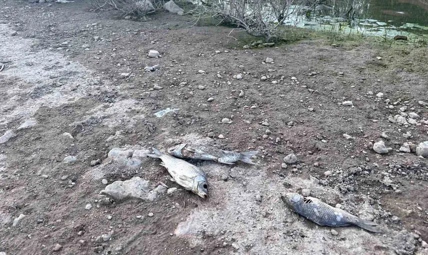 Çanakkale'de ayvacık barajında balık ölümleri şoku: incelemeler başlatıldı