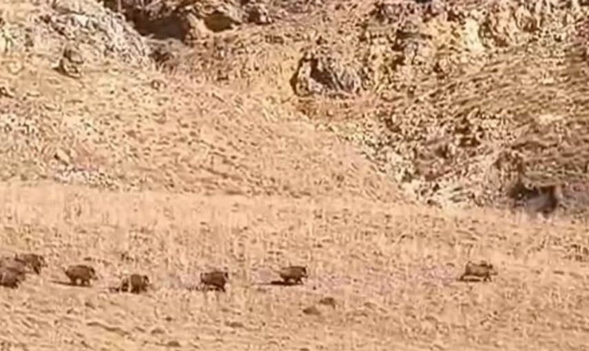 Yaban domuzları yerleşim alanlarına kadar indi: Van'da dikkat çeken görüntüler