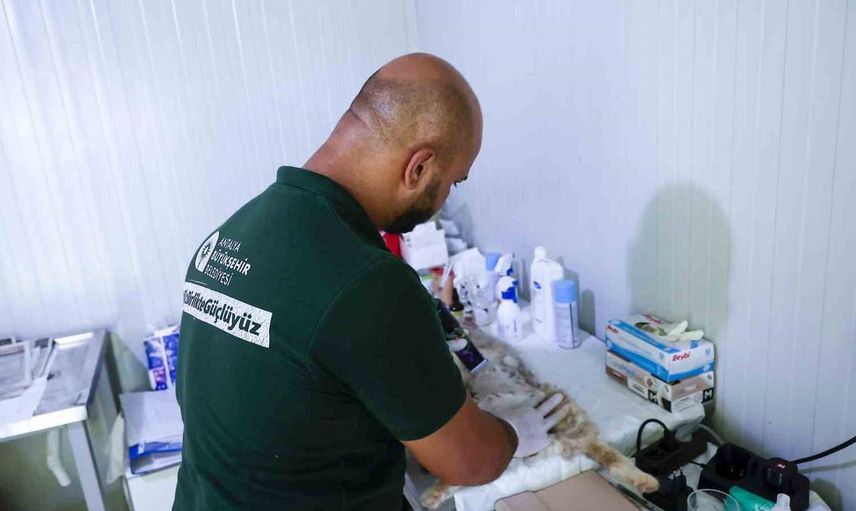 Antalya Büyükşehir Belediyesi'nden sahipsiz sokak kedilerine mobil kısırlaştırma hizmeti