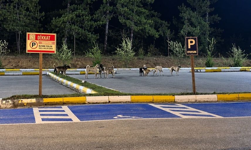 Bilecik'te Pelitözü Gölpark'taki köpek yoğunluğu vatandaşları endişelendiriyor