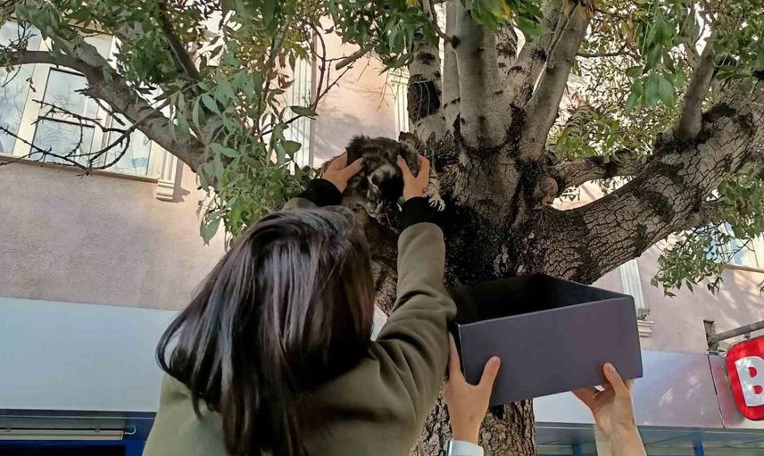 Erzincan'da ağaca tırmanan yavru kedi, vatandaşların yardımıyla kurtarıldı