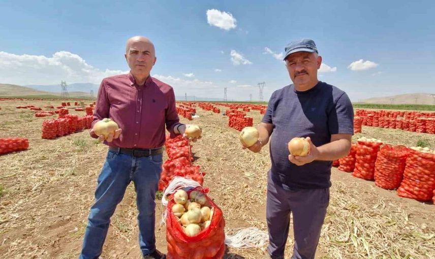Karaman'da yazlık soğan hasadı üreticiyi sevindiriyor