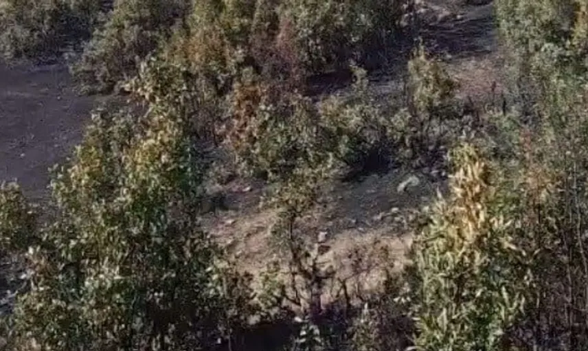 Beytüşşebap orman yangınına müdahale devam ediyor