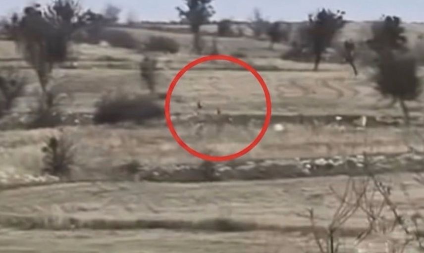 Çankırı'da karacaların hızı vatandaşları şaşırttı