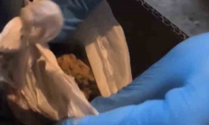 Bingöl'de uyuşturucu operasyonuyla 76 gram skunk ele geçirildi
