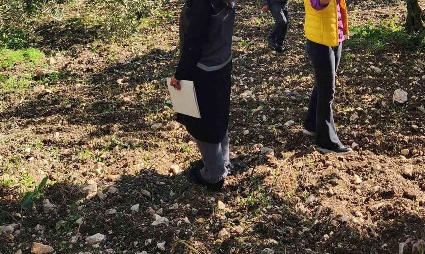 Bilecik'te zeytin rekoltesi için saha çalışmaları başladı