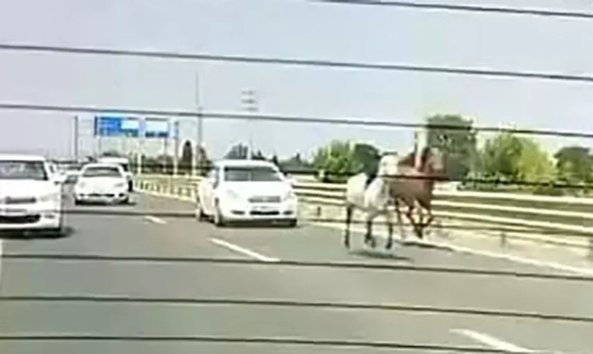 İnegöl'de başıboş atların trafikteki keyifli yarış anları