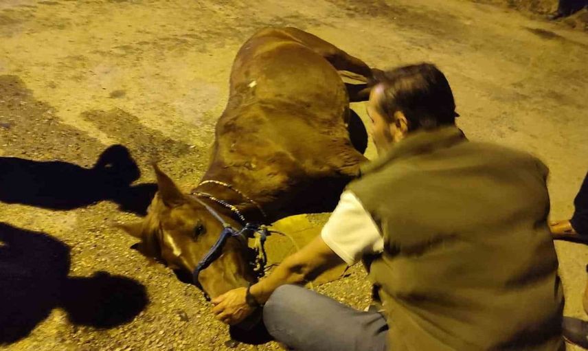 Keşan'da bir ata şiddet iddiası: İki kişi hakkında adli işlem başlatıldı