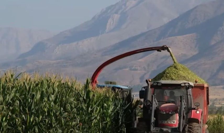 Erzincan'da tarımsal destekle mısır hasadı devam ediyor