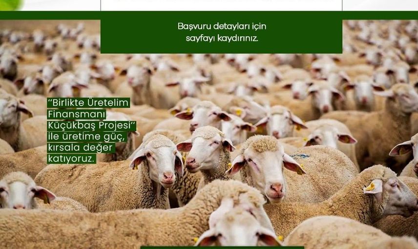 Niğde Valiliği küçükbaş hayvancılık projesi için başvuru sürecini duyurdu