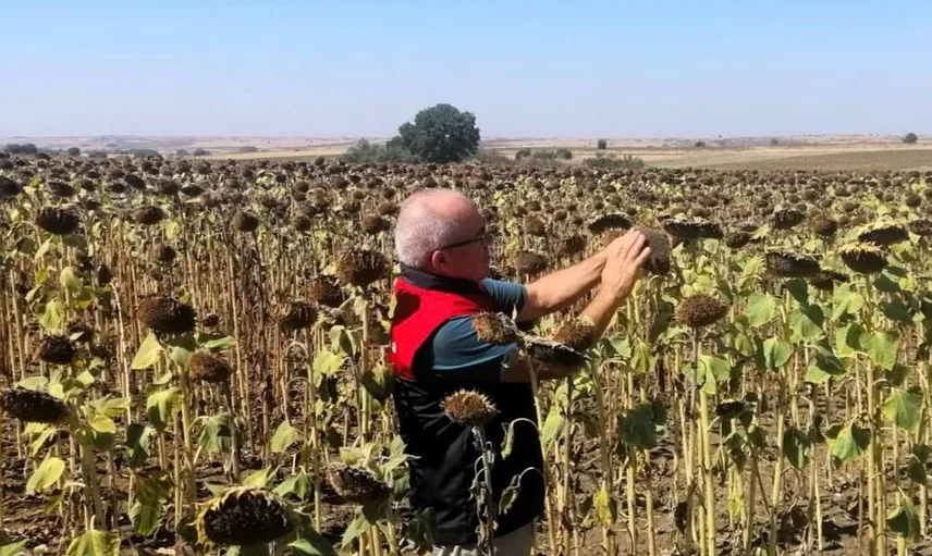 Kırklareli'nde TAKE projesi kapsamında ayçiçekleri yerinde incelendi