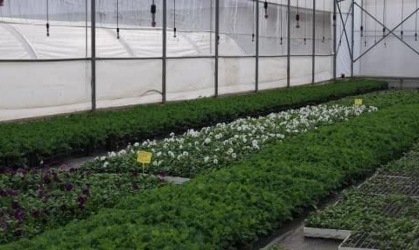 Ordu'da çiçekçilik atağı: Kendi seralarında üretimle ekonomi güçleniyor