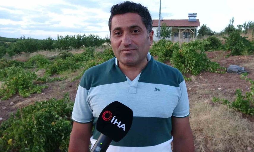 Malatya'da yetiştirilen üzümler üreticiyi sevindiriyor