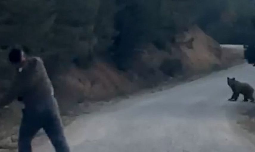Bolu'da arkadaş grubu ayıyı taşla kovaladı