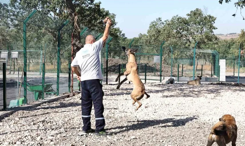 Umut yeni ailesine kavuştu: Hayvanseverin örnek davranışı