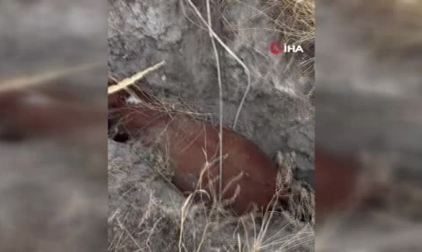 Polatlı'da obruğa düşen büyükbaş hayvan için mahalleli seferber oldu