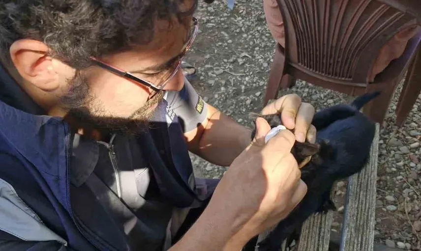 Antalya'da veteriner ekipler yangından etkilenen hayvanlar için sahada