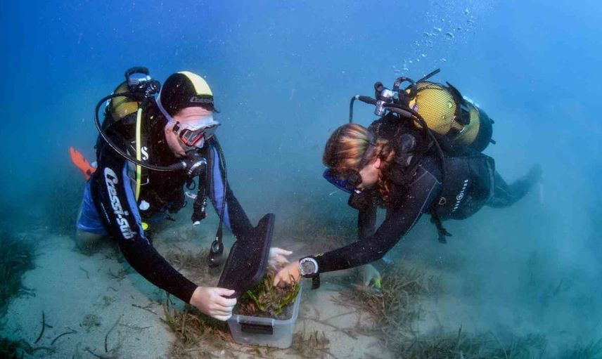 Antalya'da deniz ekosistemini koruma seferberliği: Üç Adalar Projesi tanıtıldı