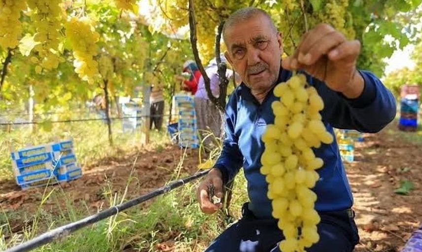 Manisalı üretici üzüm fiyatlarının erken açıklanmasını bekliyor