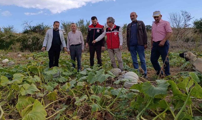 Sonbaharın vazgeçilmezi: Tekirdağ'da bal kabağı üretimi devam ediyor