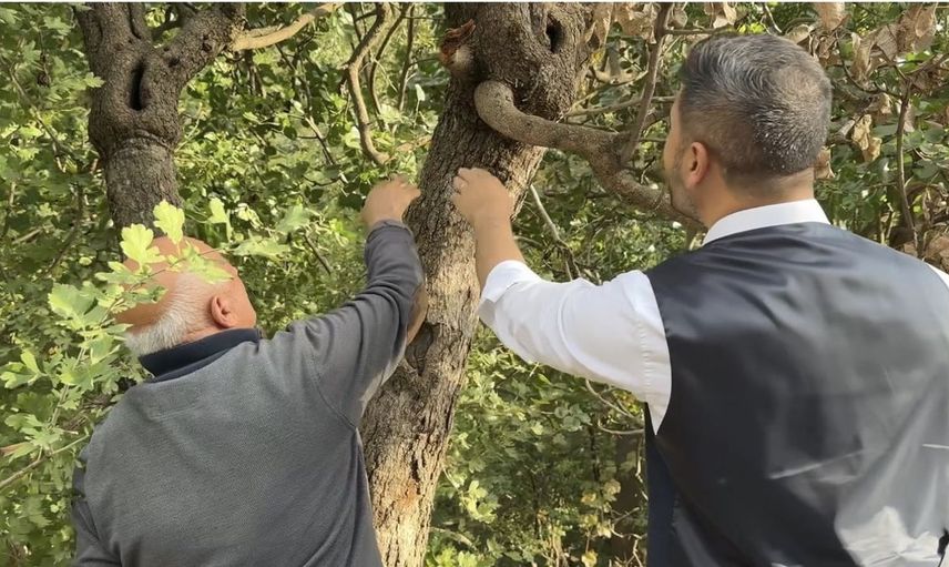 Yüksekova'da tarımın yeni yüzü: Doski Vadisi'nde Antep fıstığı hasadı başlıyor