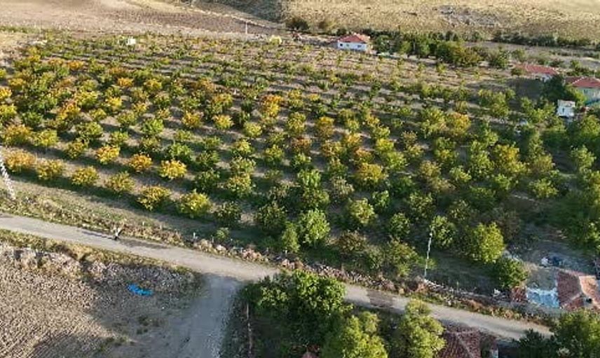 Yozgat'ta ceviz hasadı sezonu verimli geçti