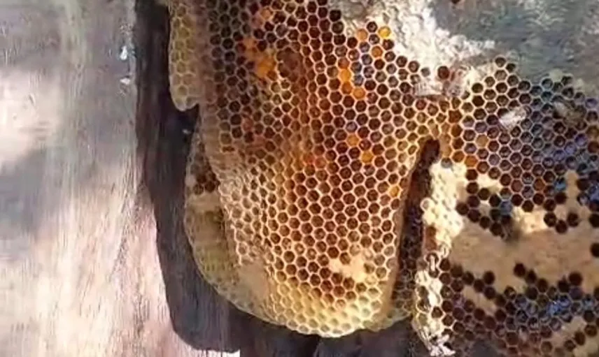 Elazığ'da meşe ağacının kovuğundan çıkarılan 13 kilo bal dikkat çekti