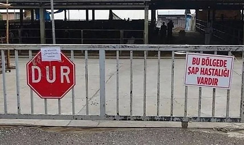 Elbistan'da şap hastalığı nedeniyle 5 mahallede karantina uygulaması başlatıldı