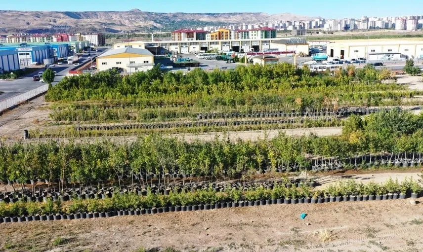 Kocasinan Belediyesi'nden Kayseri'ye yeşil dokunuşlar: Gelişen fidanlık projeleri dikkat çekiyor