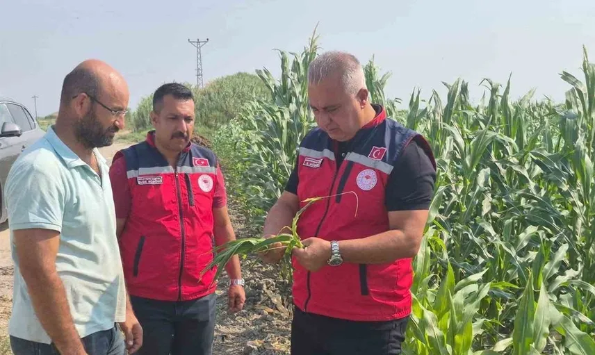 Hatay'da mısır hasadı sürüyor: Tarım müdürü üreticileri yerinde denetledi