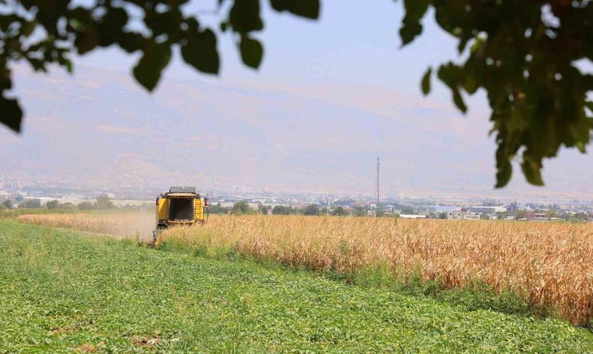 Kahramanmaraş'ta mısır hasadı başladı, verim kaybı yaşanıyor