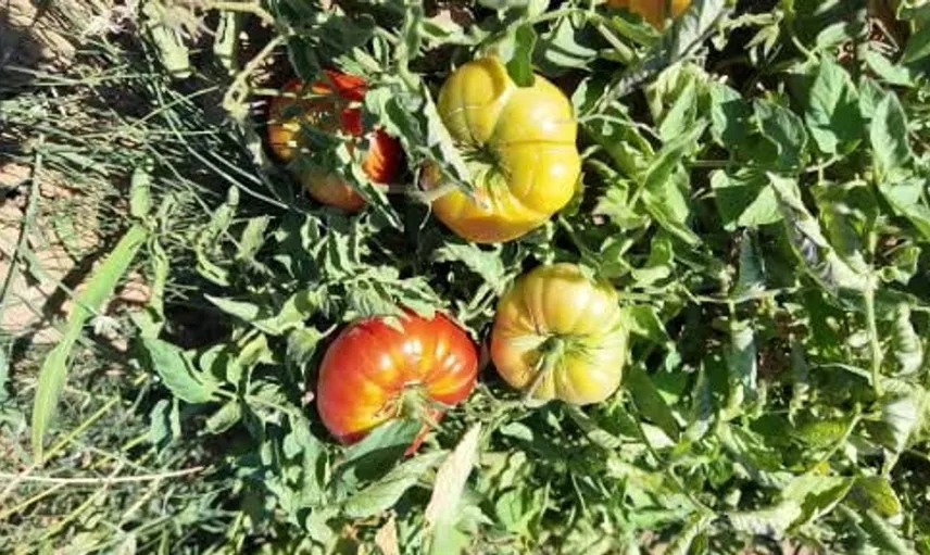 Susuz yetişen çeşni domatesi, Demirci'de büyük ilgi görüyor