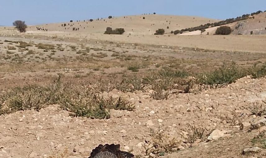 Elazığ'da yaralı çaylak kuşu koruma altına alındı