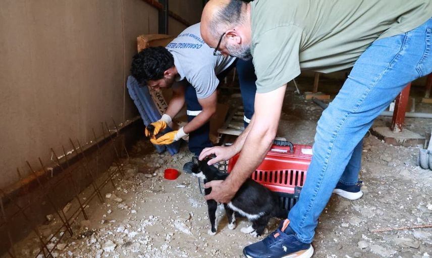 Bursa ovasında kaçak yapılar yıkılırken bir kedi ailesi kurtarıldı