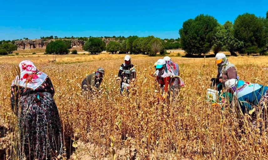 Afyonkarahisar'da haşhaş hasat dönemi devam ediyor