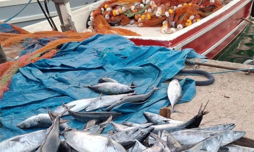 Kastamonu'da palamut avında bereket: Fiyatlar 75 TL'ye ulaştı