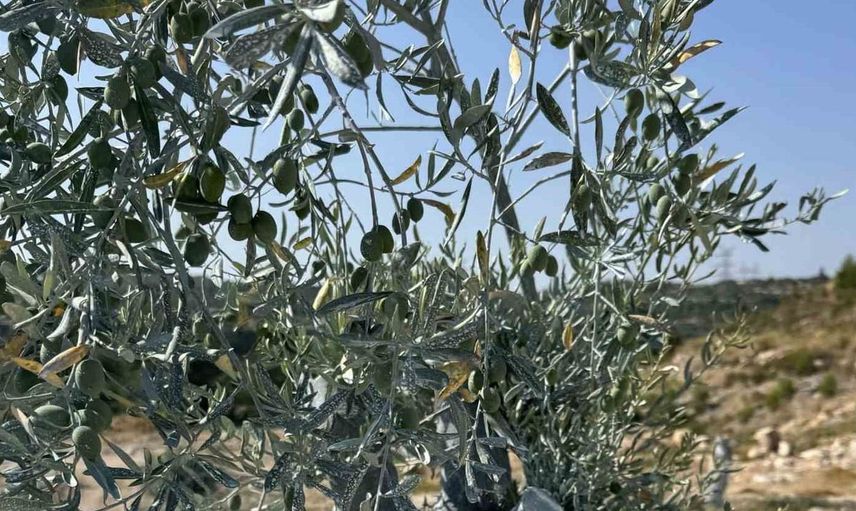 Milas’ta zeytin ağaçları bir yıl dolmadan meyve vermeye başladı