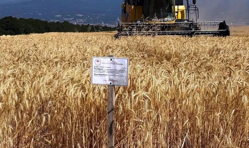 Domaniç'te yerli ve milli çeşitler ile tarımda verimlilik arttı