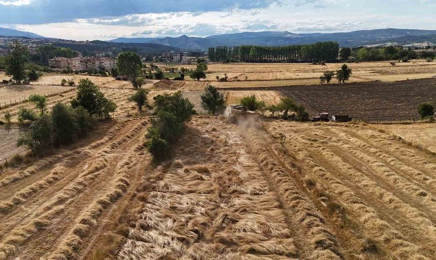 Buğdayın atası siyez'de hasat dönemi başladı
