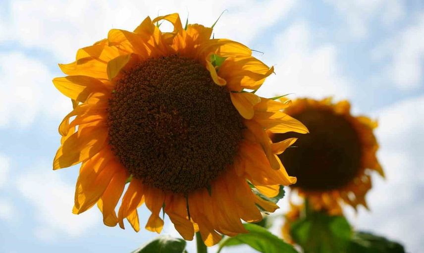 Erzincan’da ayçiçeği tarlaları sarıya büründü