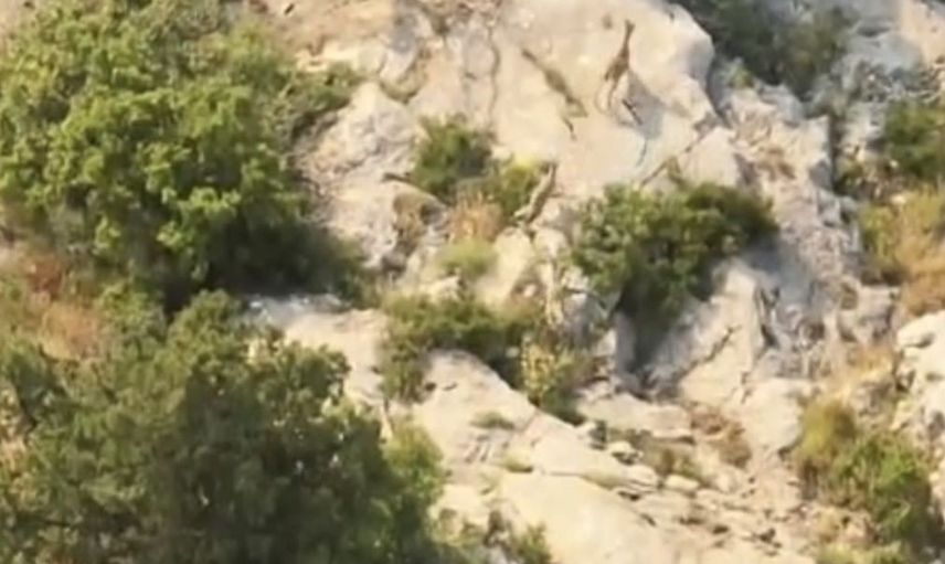 Kazankaya Kanyonu’ndaki yaban keçileri doğal yaşamda